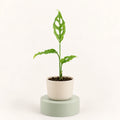 Monstera obliqua 'Peru' in a 6 cm pot, slender wavy green leaves with oval holes