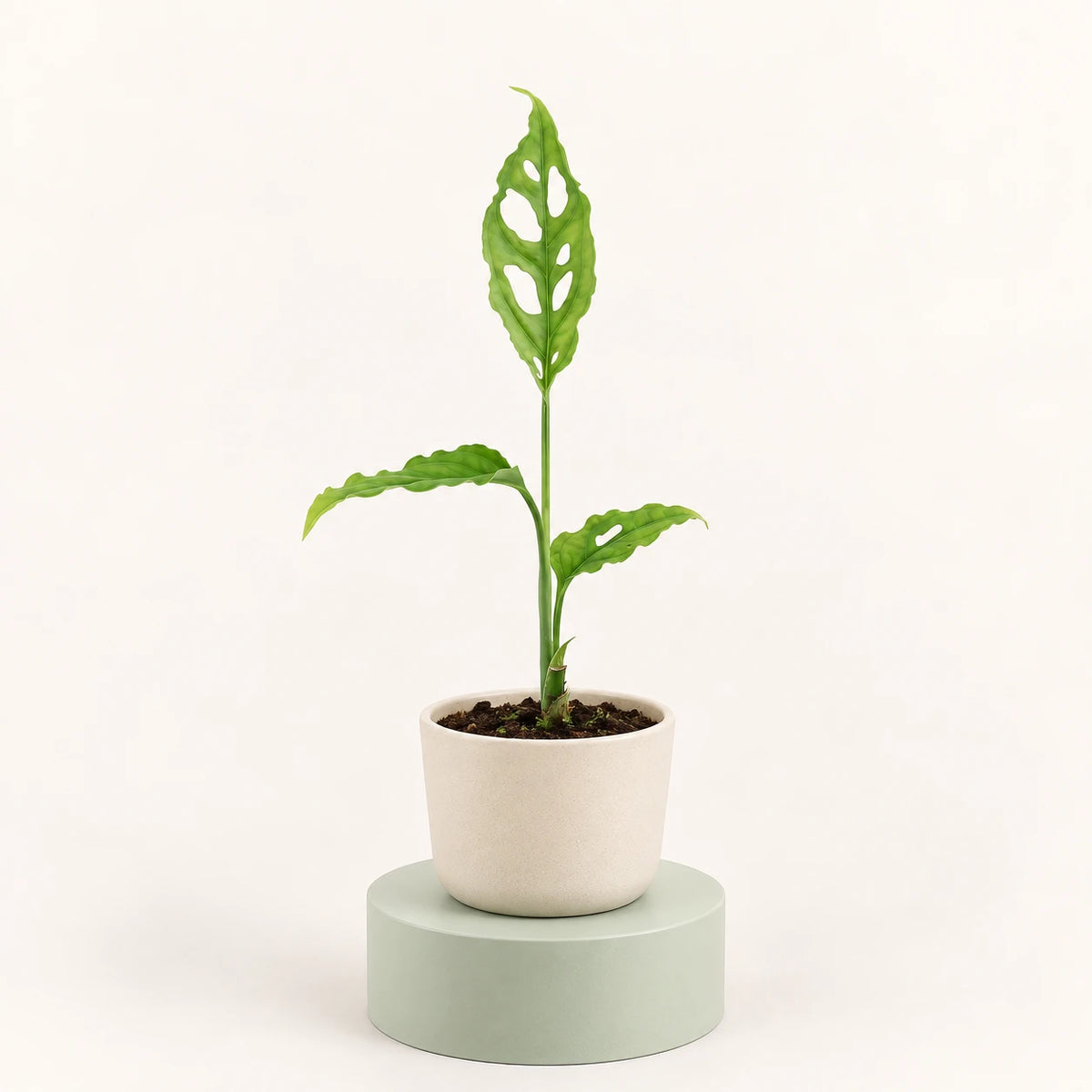Monstera obliqua 'Peru' in a 6 cm pot, slender wavy green leaves with oval holes
