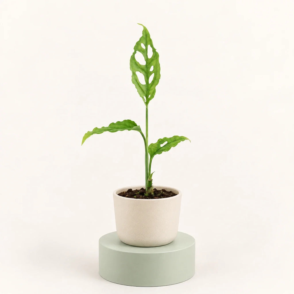 Monstera obliqua 'Peru'