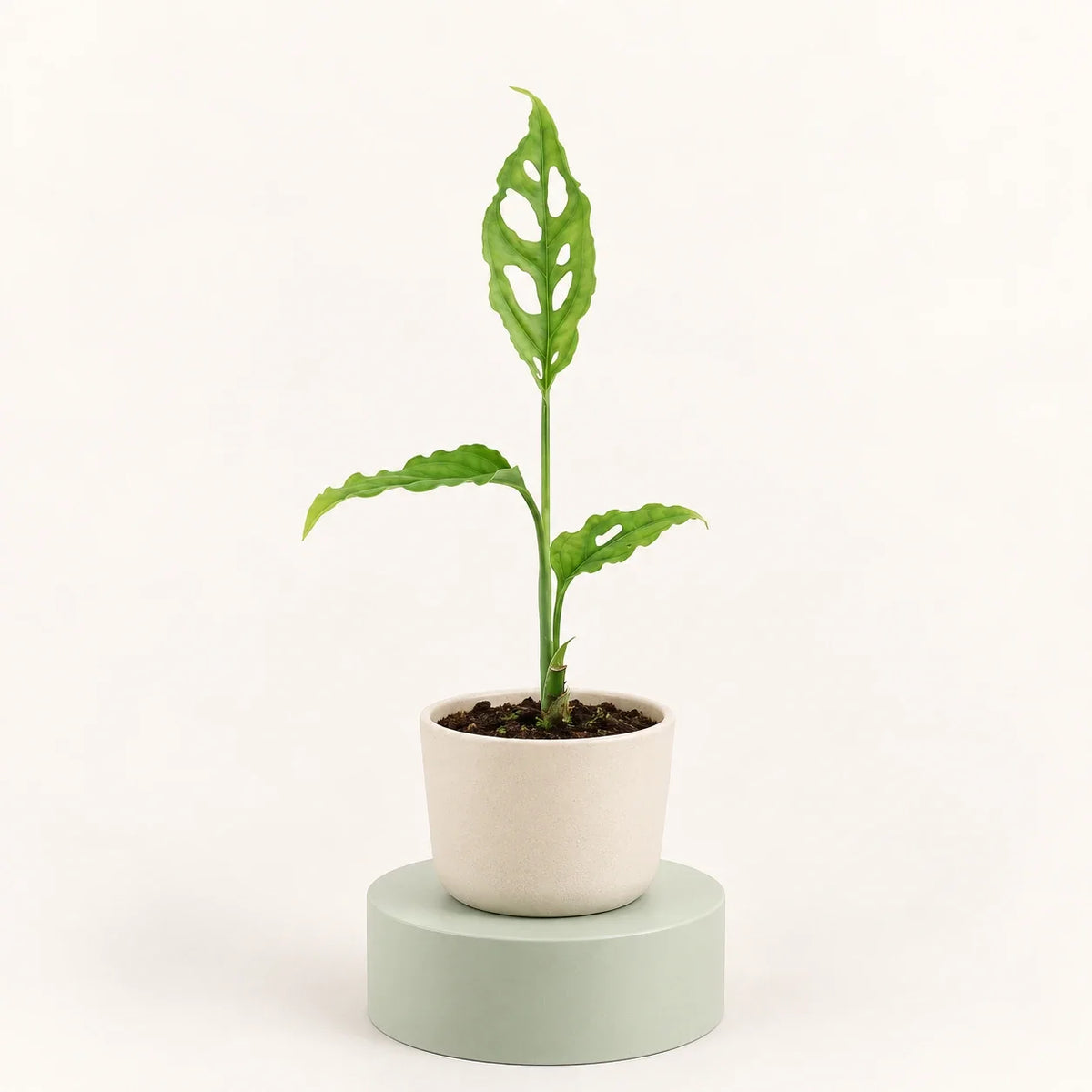 Monstera obliqua 'Peru'