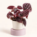 Peperomia caperata 'Red Luna' in a 6 cm pot, deeply rippled burgundy-red leaves on red stems