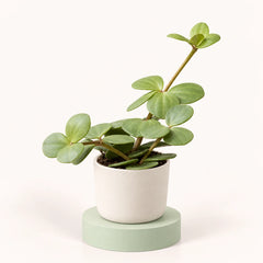 Peperomia 'Hope'