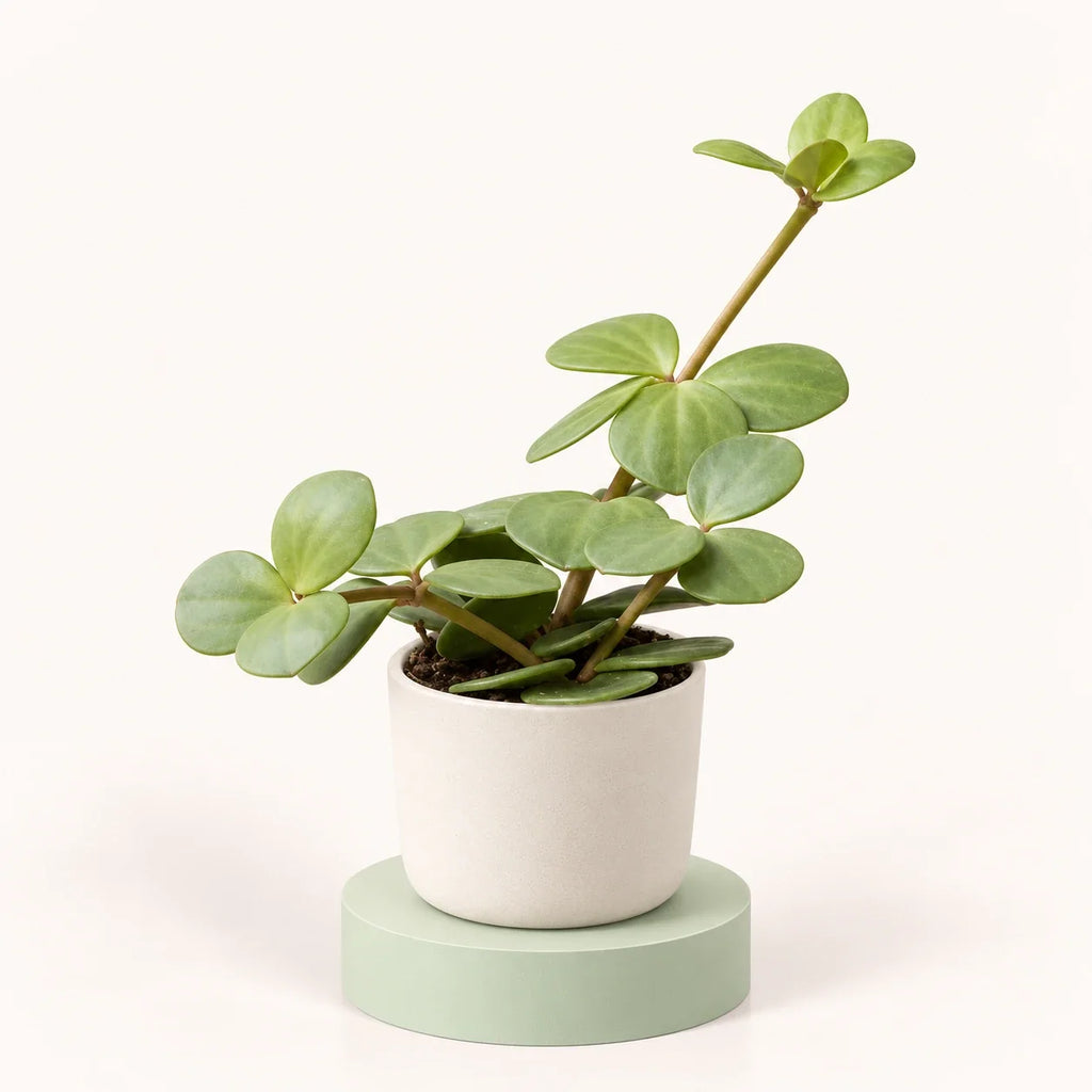 Peperomia 'Hope'
