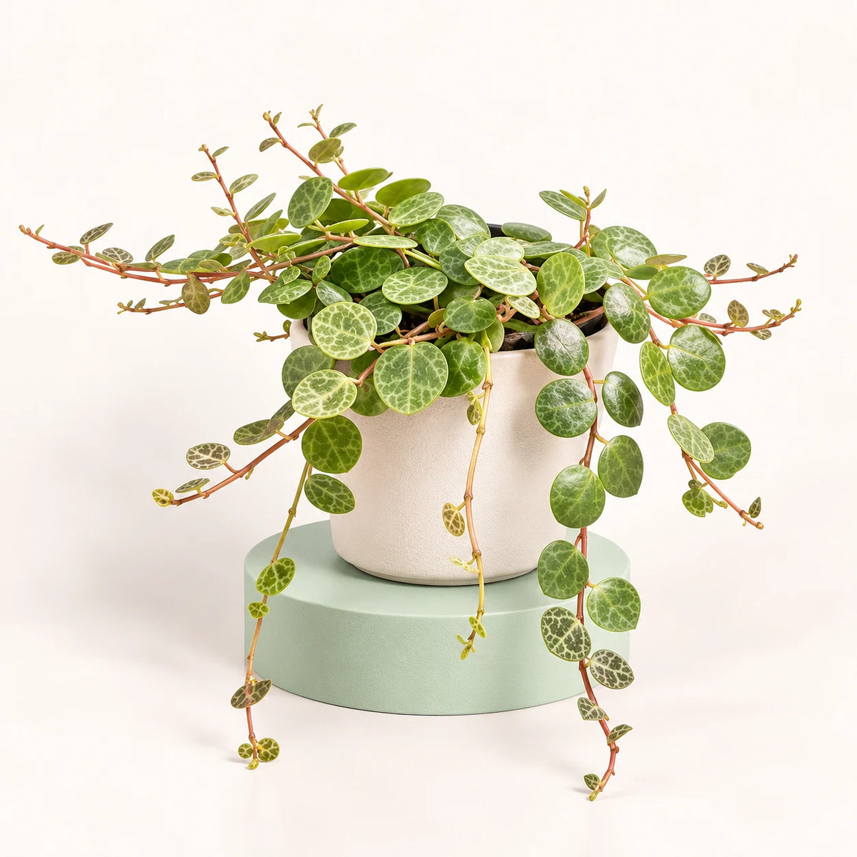 Peperomia prostrata in a 6 cm pot, small round leaves patterned in silver and green on trailing reddish stems