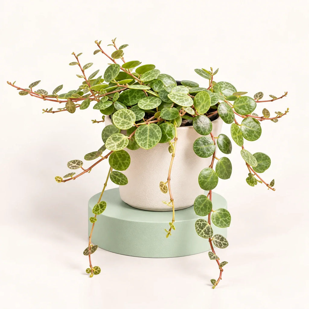 Peperomia prostrata