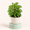 Peperomia rotundifolia 'Fire Sparks' in a 6 cm pot, thick folded bright green leaves with a dark green stripe on an upright stem