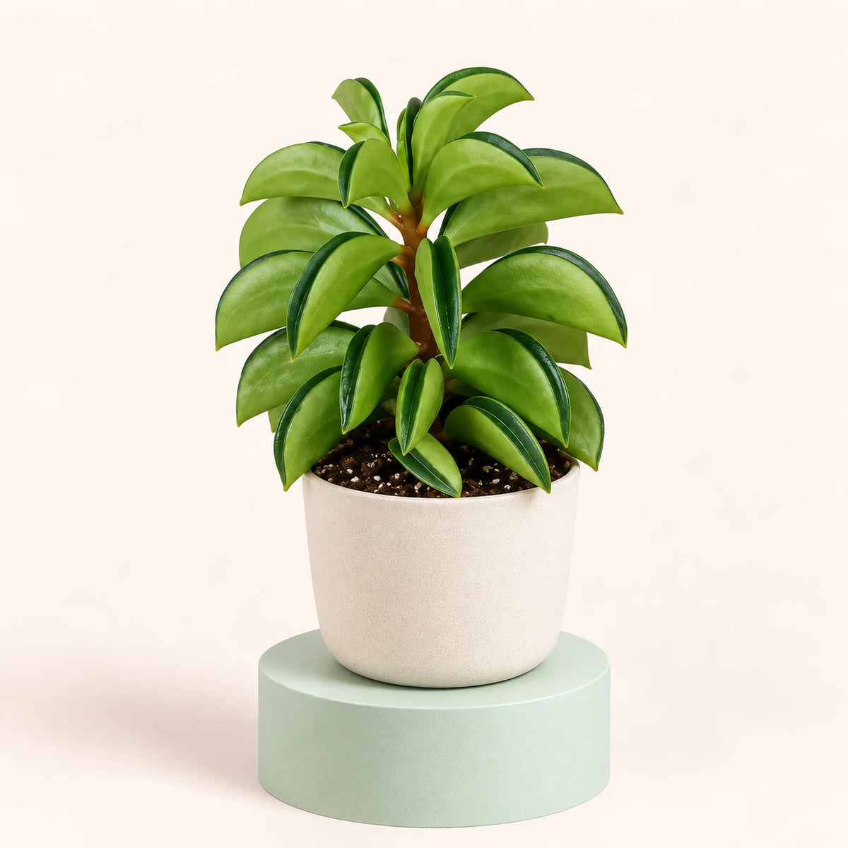 Peperomia rotundifolia 'Fire Sparks' in a 6 cm pot, thick folded bright green leaves with a dark green stripe on an upright stem