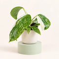Philodendron 'Jose Buono' in a 6 cm pot, heart-shaped green leaves speckled with cream and splashed with white