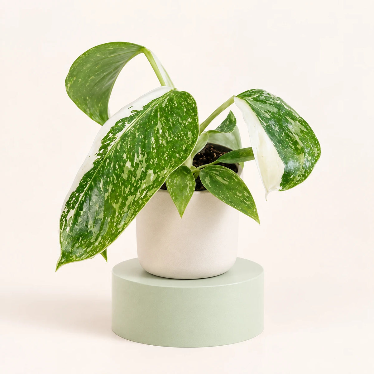 Philodendron 'Jose Buono' in a 6 cm pot, heart-shaped green leaves speckled with cream and splashed with white