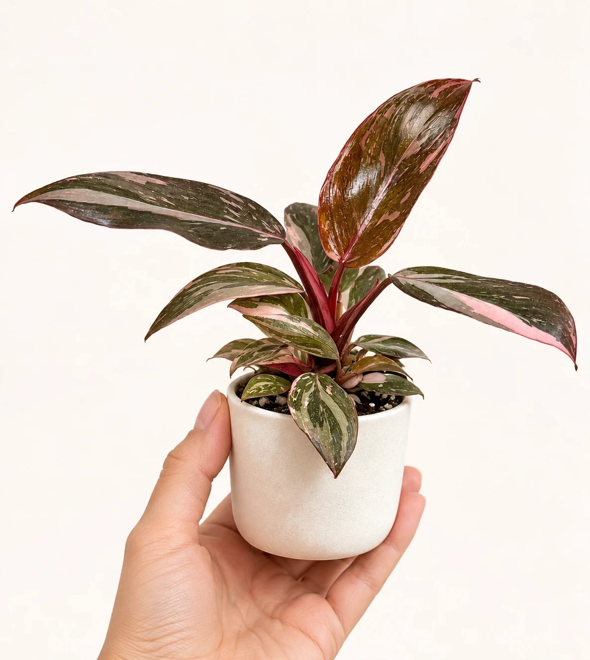 Philodendron 'Pink Princess Marble' in a 6 cm pot, held in one hand to show its real size