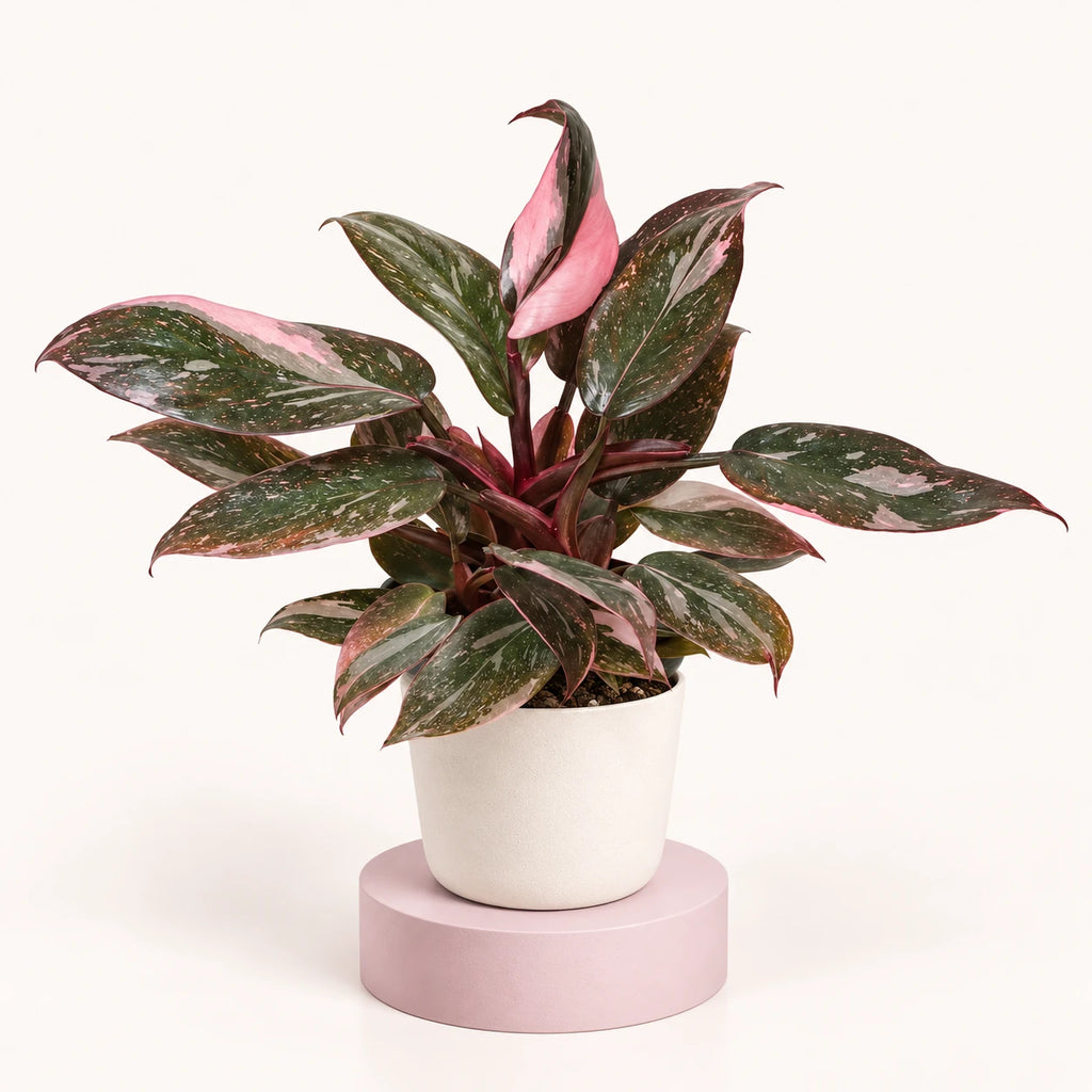 Philodendron 'Pink Princess Marble' in a 6 cm pot, dark green leaves speckled and marbled with pink, with a pink new leaf