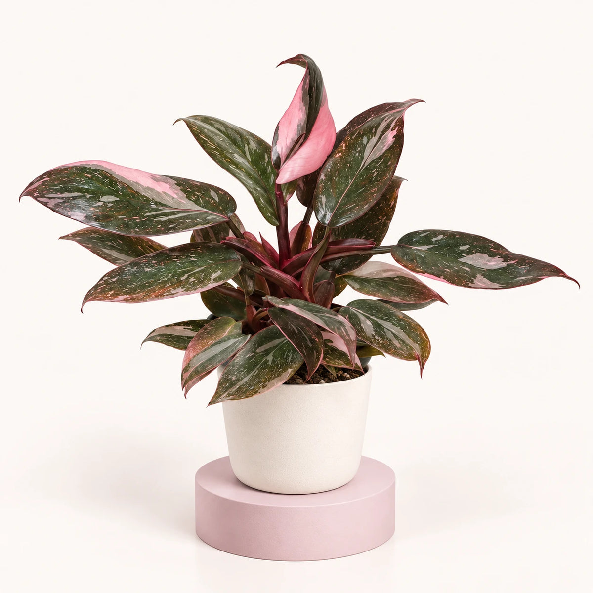 Philodendron 'Pink Princess Marble' in a 6 cm pot, dark green leaves speckled and marbled with pink, with a pink new leaf