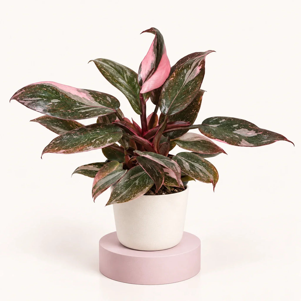 Philodendron 'Pink Princess Marble'