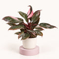Philodendron 'Pink Princess Marble'