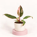 Philodendron 'Pink Princess'