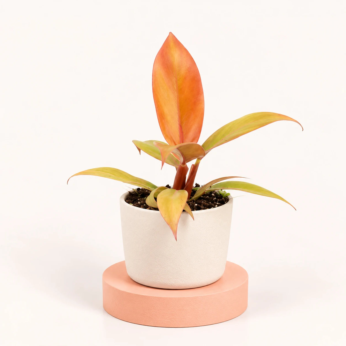 Philodendron 'Prince of Orange' in a 6 cm pot, upright pointed leaves in orange, copper and yellow-green