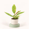 Philodendron 'Ring of Fire' in a 6 cm pot, long pointed leaves speckled with cream and yellow and a pink new leaf