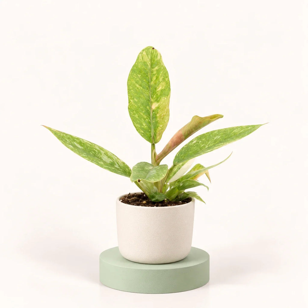 Philodendron 'Ring of Fire'