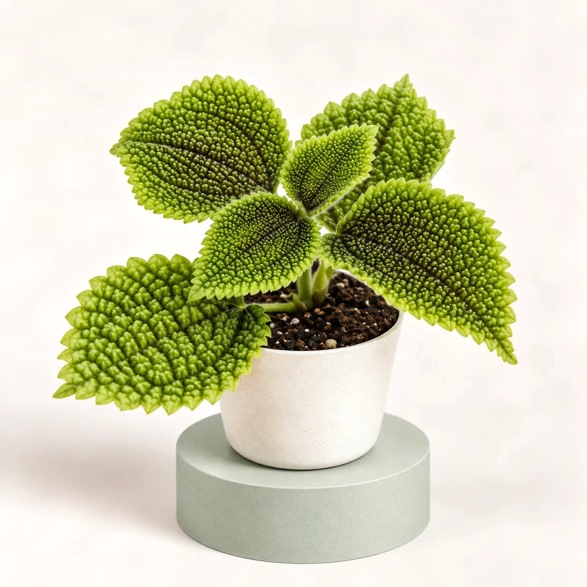 Pilea involucrata 'Moon Valley' in a 6 cm pot, bright green quilted leaves with a bumpy texture and toothed edges