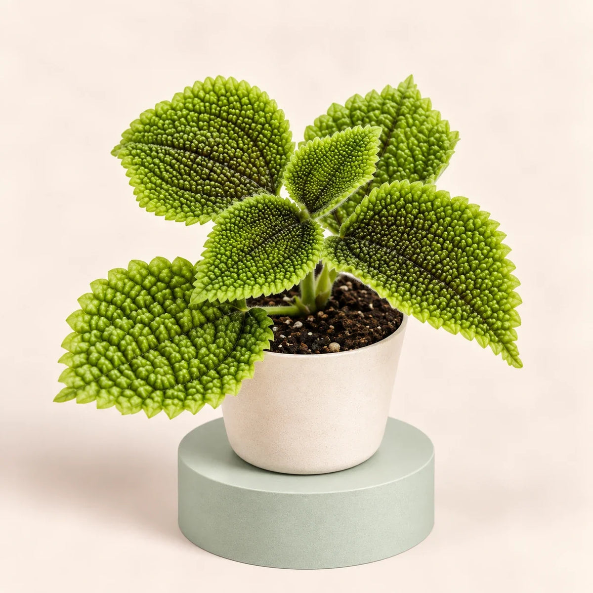 Pilea involucrata 'Moon Valley'
