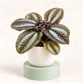 Pilea 'Norfolk' in a 6 cm pot, quilted bronze-green leaves with a silver band down the centre