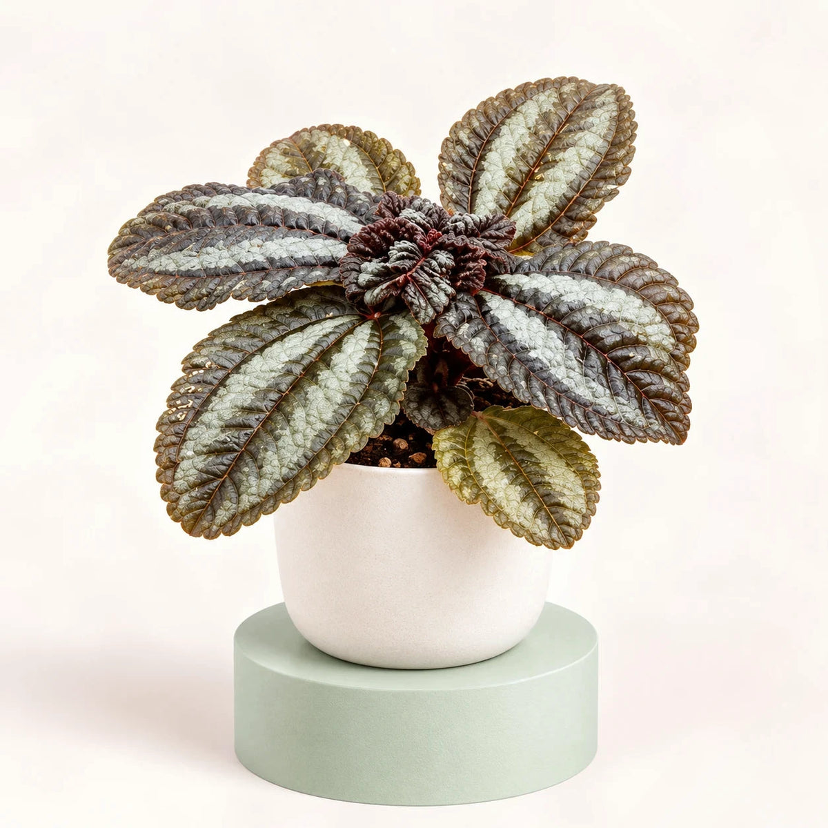 Pilea 'Norfolk' in a 6 cm pot, quilted bronze-green leaves with a silver band down the centre
