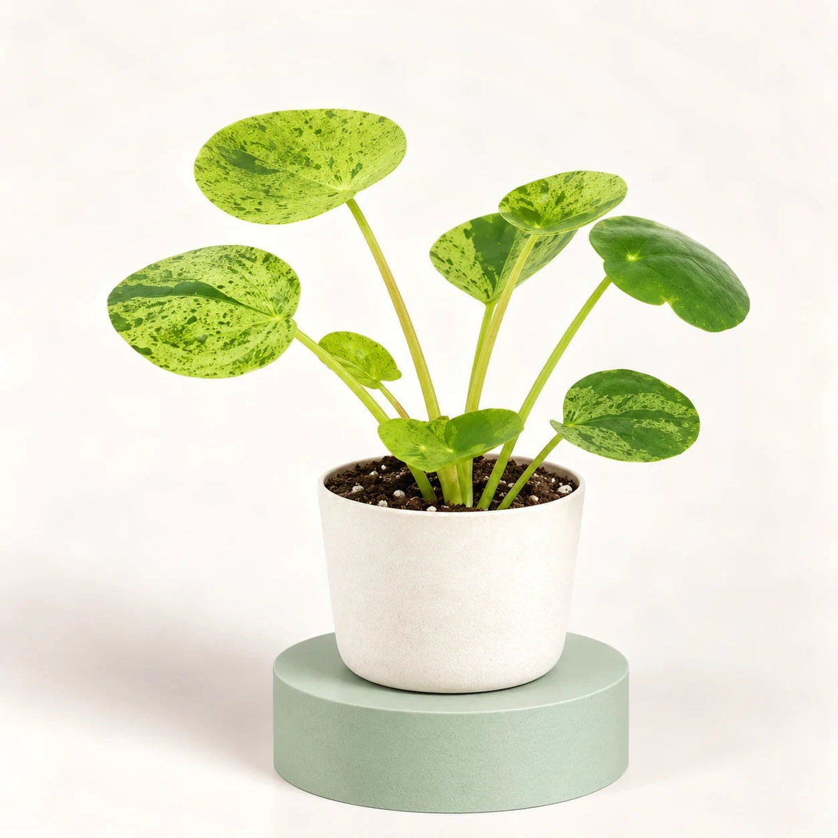 Pilea peperomioides 'Mojito' in a 6 cm pot, round leaves on long stalks, marbled lime and dark green