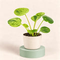 Pilea peperomioides 'Mojito'