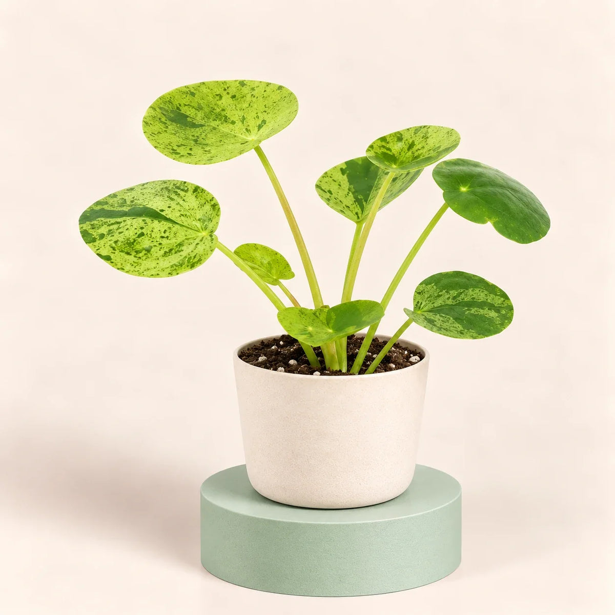 Pilea peperomioides 'Mojito'