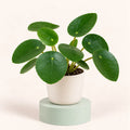 Pilea peperomioides in a 6 cm pot, round flat green leaves on long thin stalks