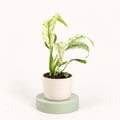 Rhaphidophora puberula 'Variegata' in a 6 cm pot, narrow pointed leaves speckled cream and green