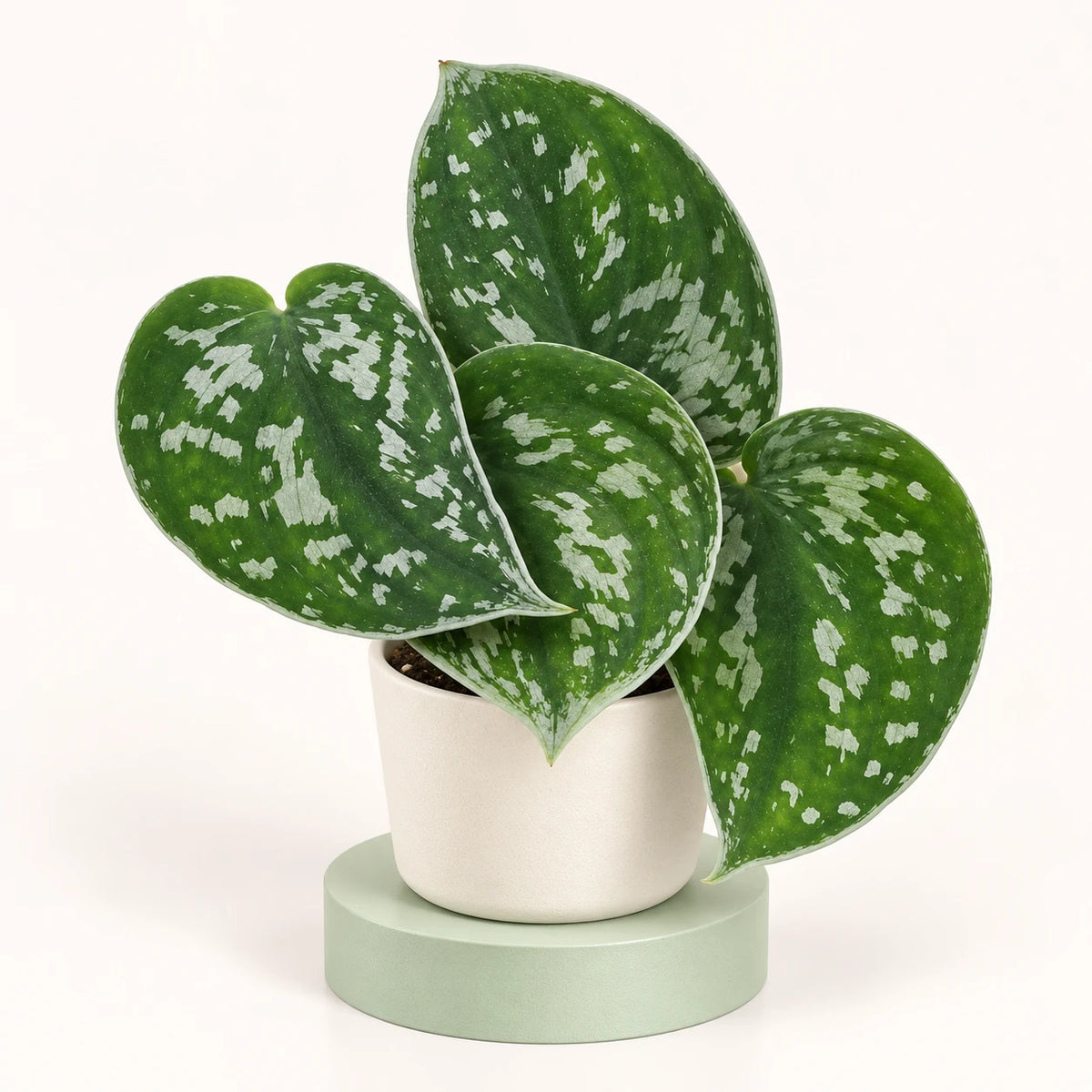 Scindapsus pictus in a 6 cm pot, heart-shaped dark green leaves with silver spots