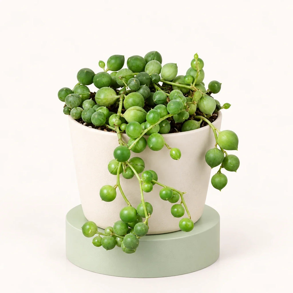 Senecio rowleyanus