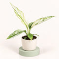 Spathiphyllum 'Sensation' en pot de 6 cm, longues feuilles pointues en grande partie blanches, striées et mouchetées de vert