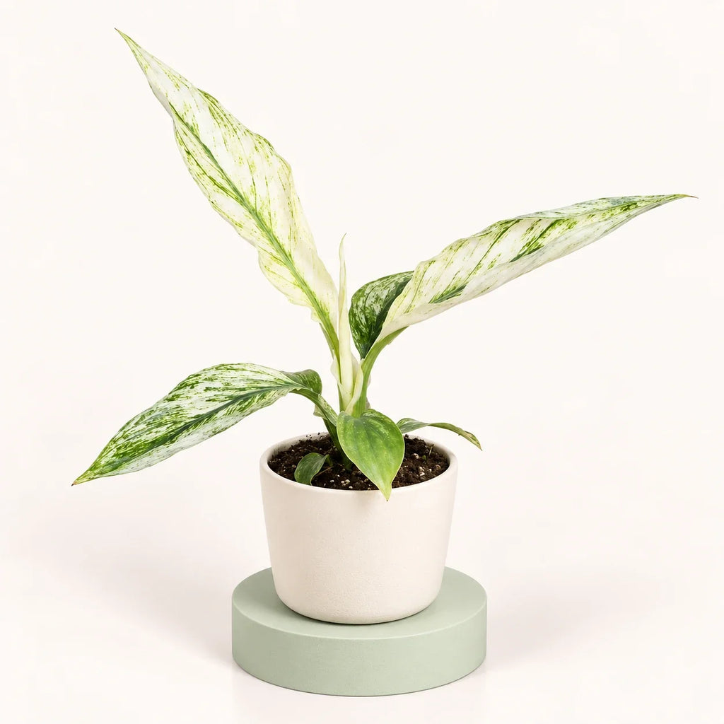 Spathiphyllum 'Sensation'