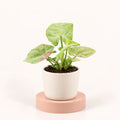 Syngonium 'Confetti' in a 6 cm pot, arrow-shaped light green leaves speckled and splashed with pink