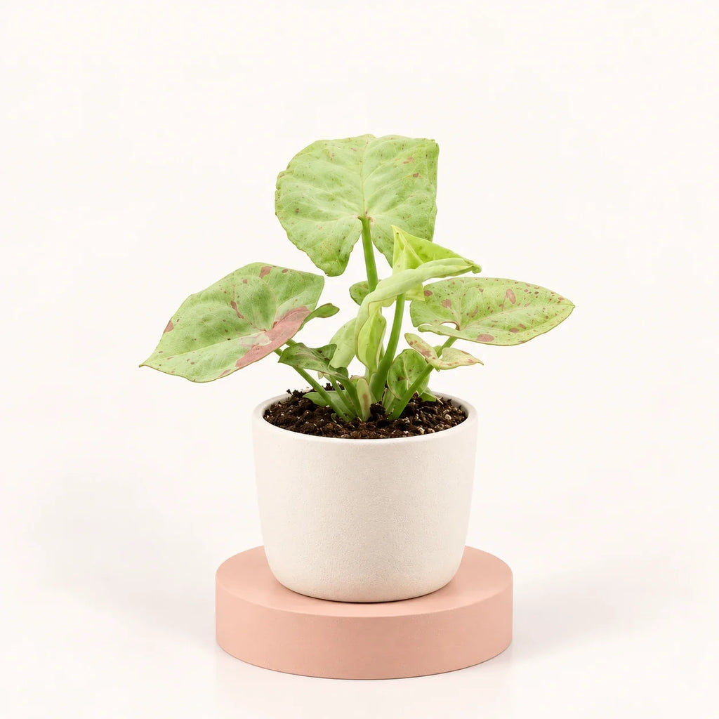 Syngonium 'Confetti'