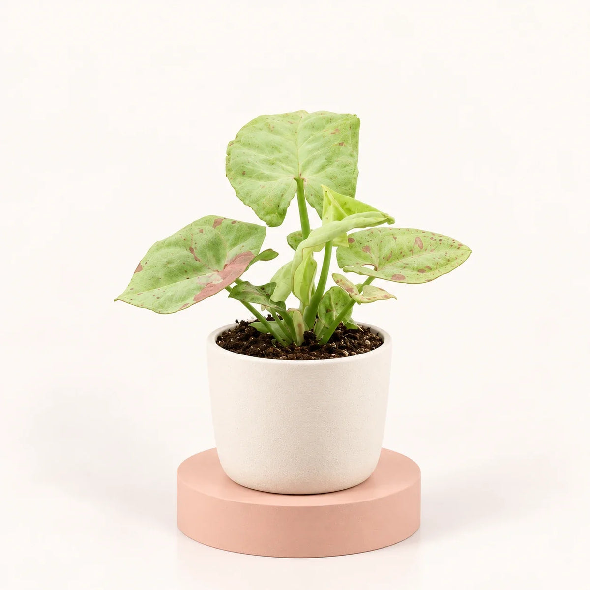 Syngonium 'Confetti'